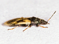 Metopoplax ditomoides